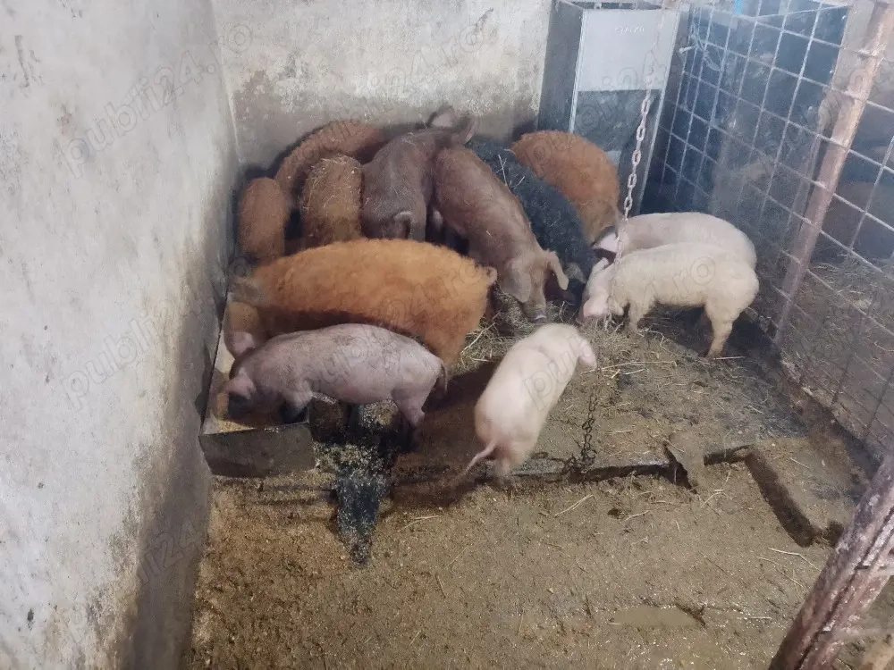 purcei diferite rase