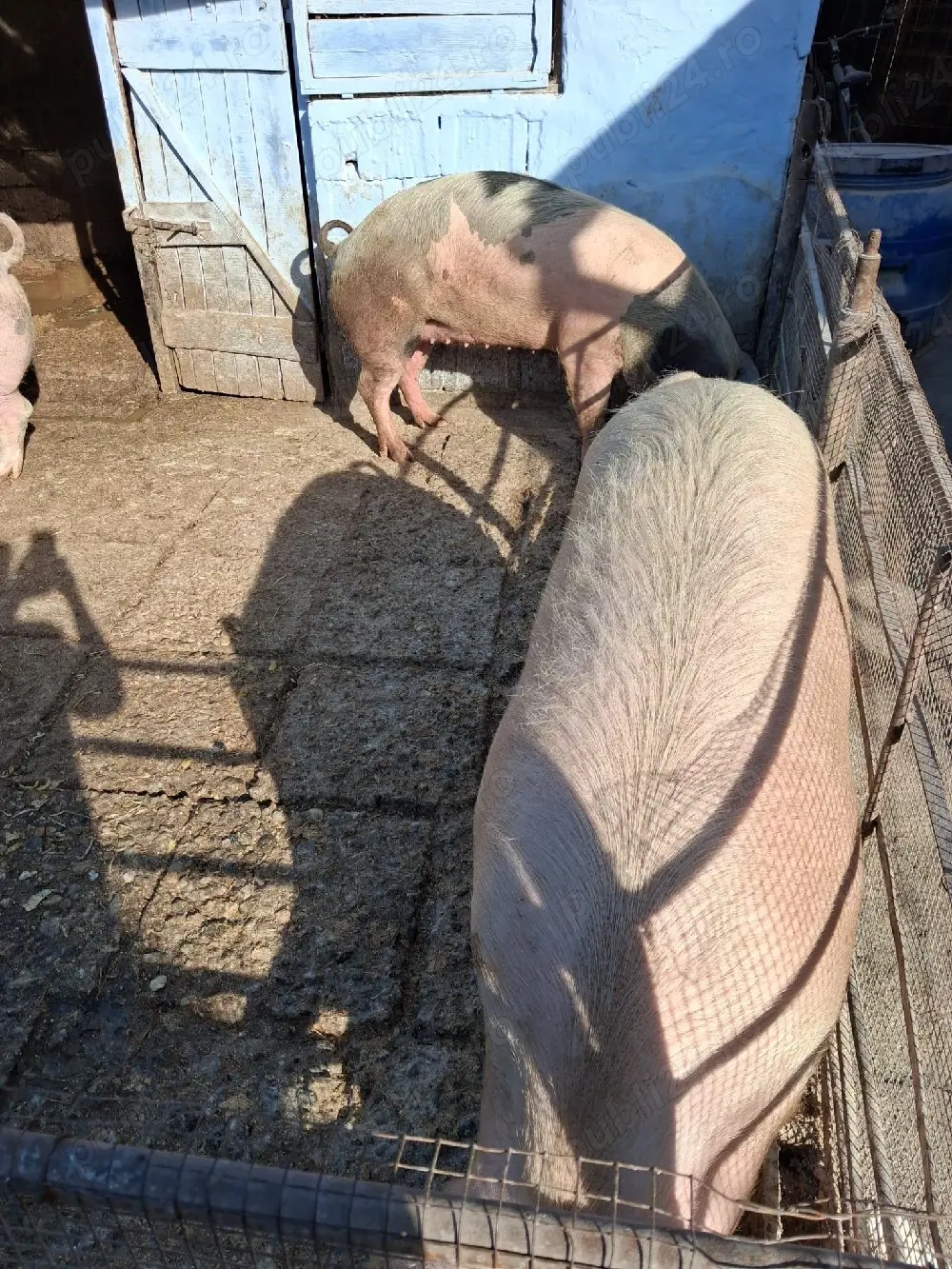 Vând porcii marele alb cu petrean 