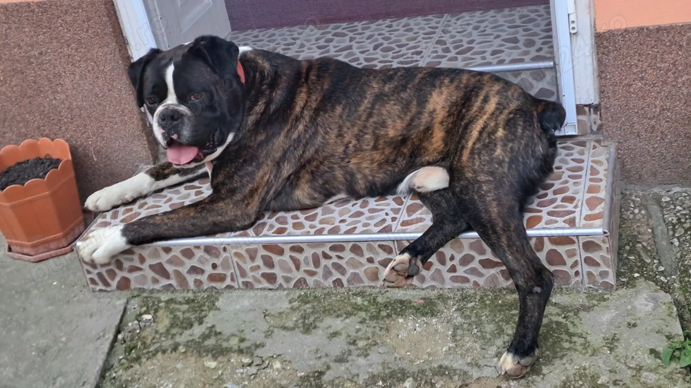 Vând Boxer Tigrat, mascul. 