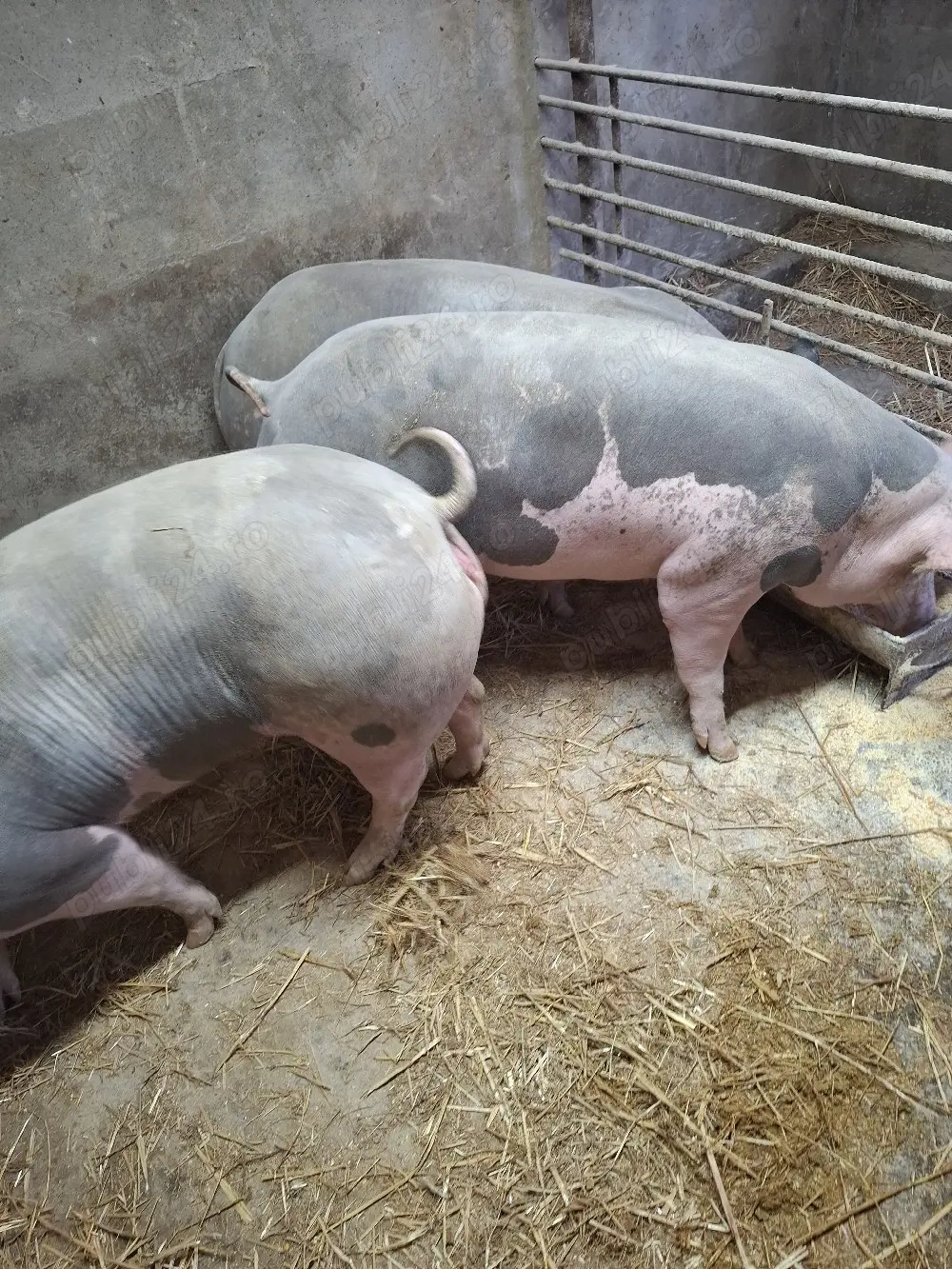 scrofite reproducere pietrain