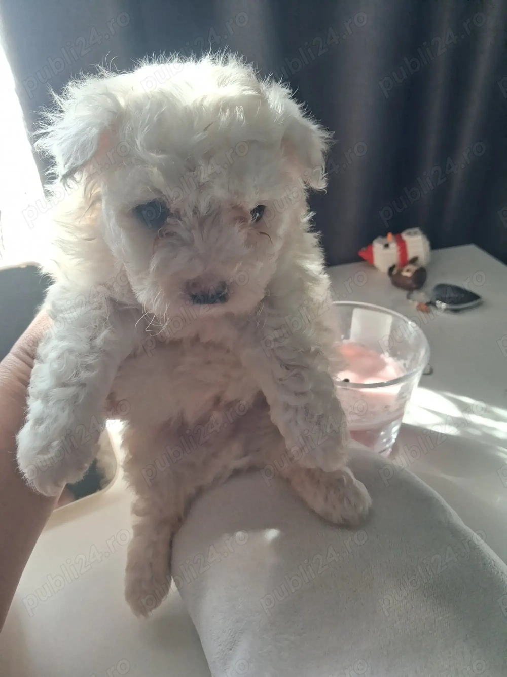 Bichon minitoy  rasă pură 