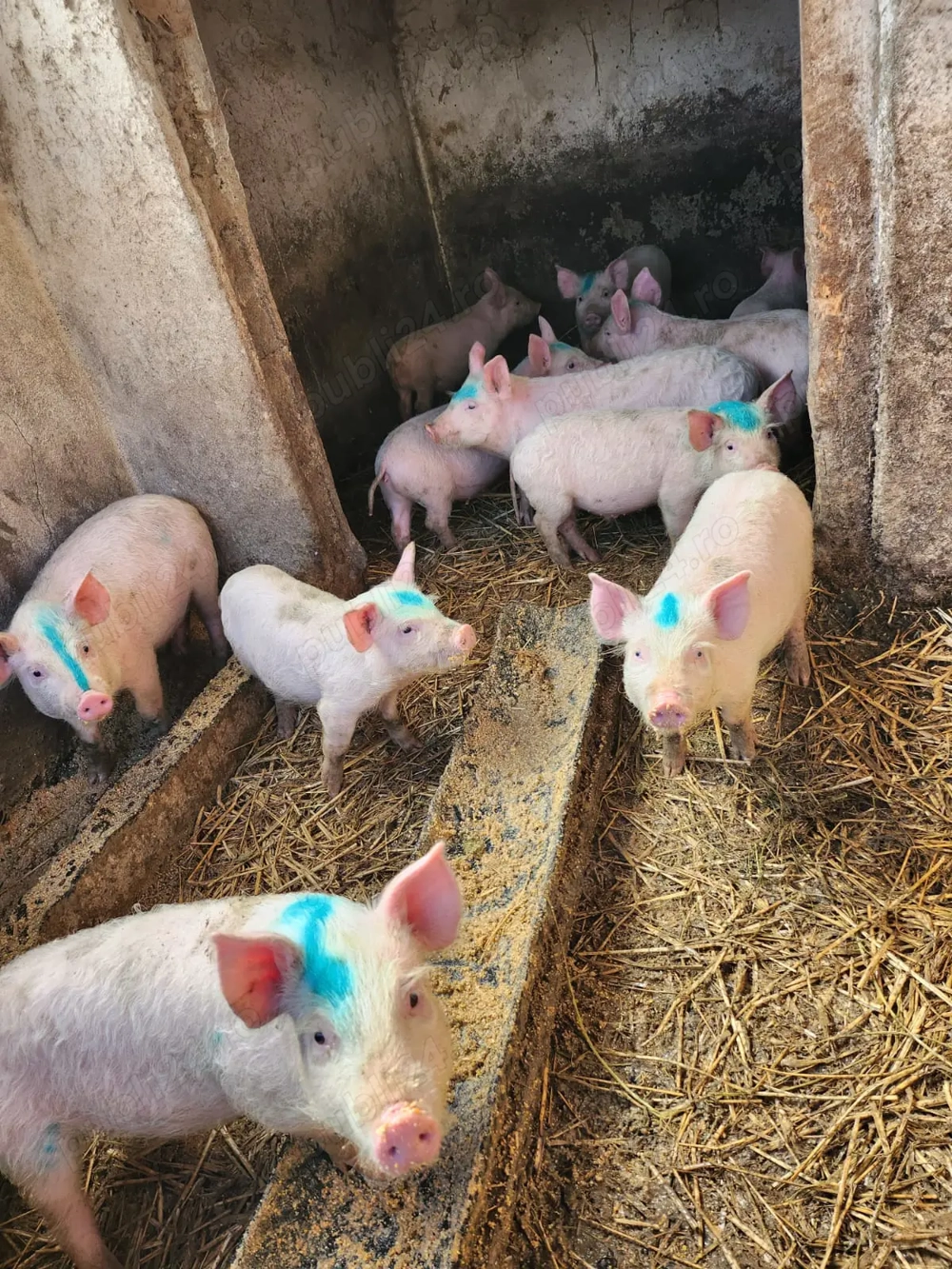 Vând purcei de 10 săptămâni 