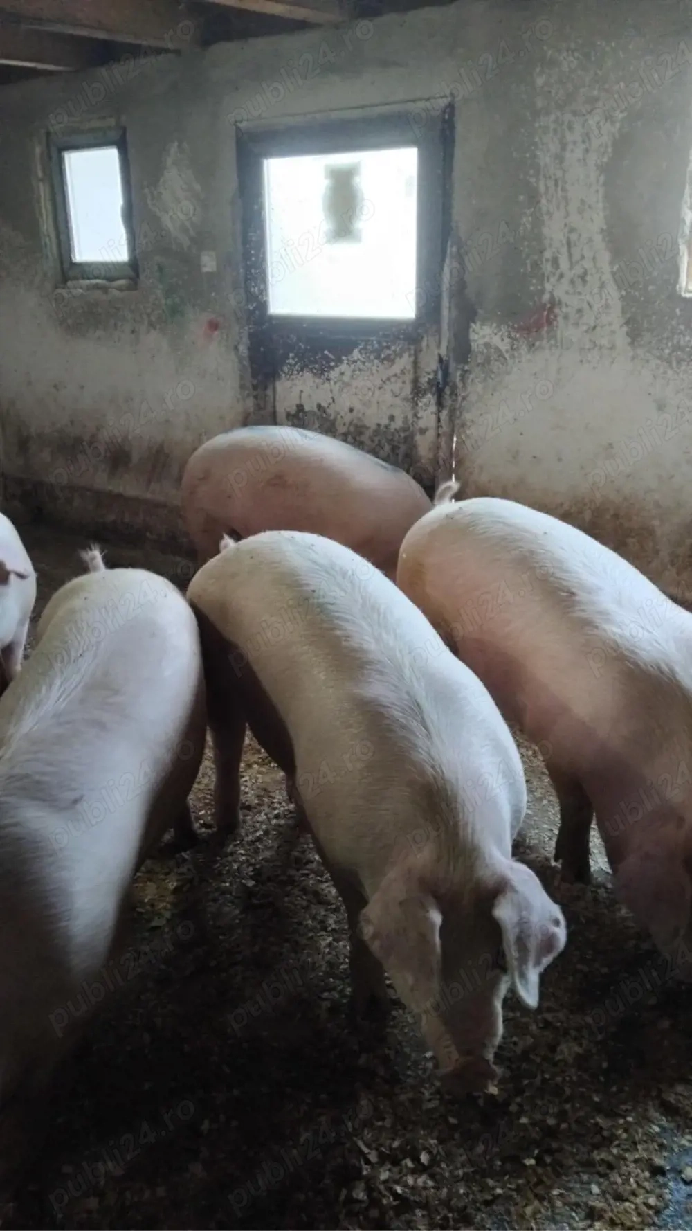 porci si purcei de vânzare!!