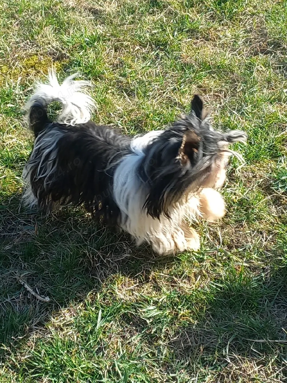 Vind Yorkshire Biewer terrier 