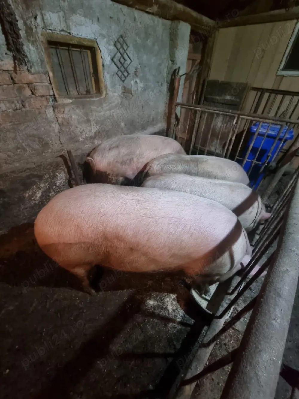 de vanzare 2 femele si un mascul