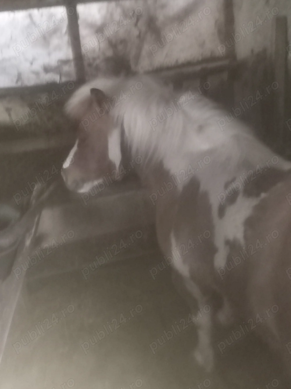 Vând poneică frumoasă, sociabilă cu toate viețuitoarele.