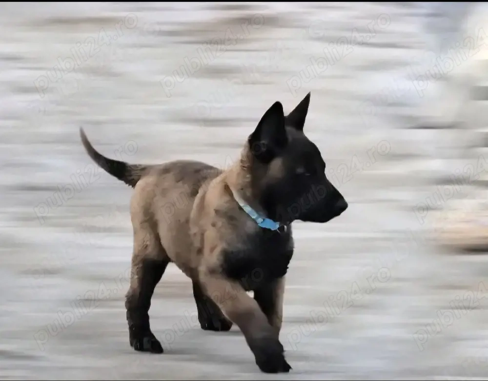 Ciobănesc belgian malinois 