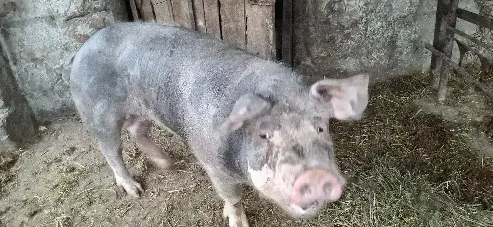 Vînd Porc de carne nu are grăsime 20 lei kg 