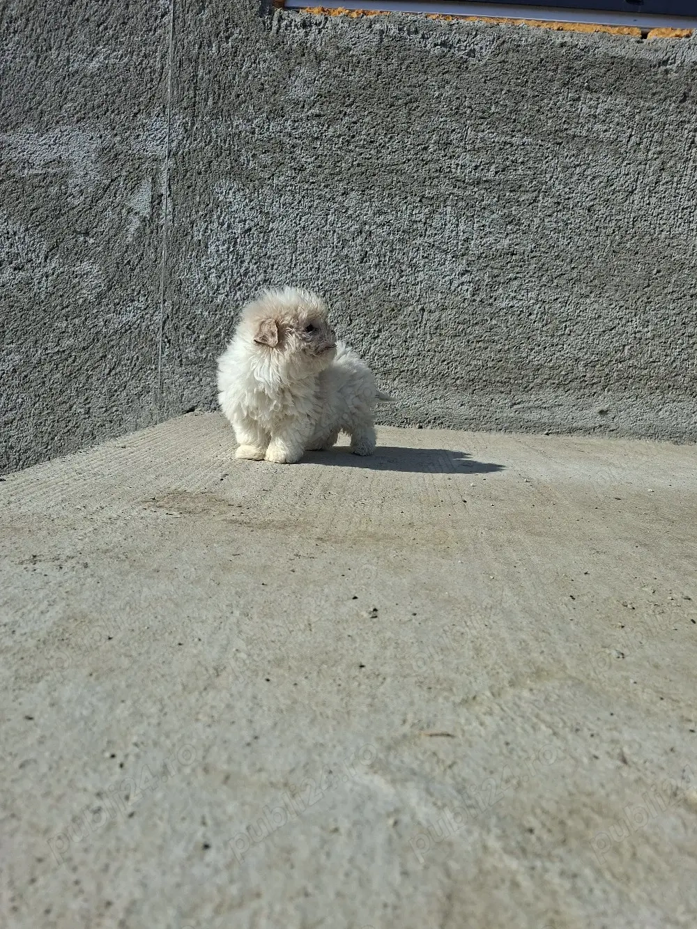 Mascul Shih Tzu 