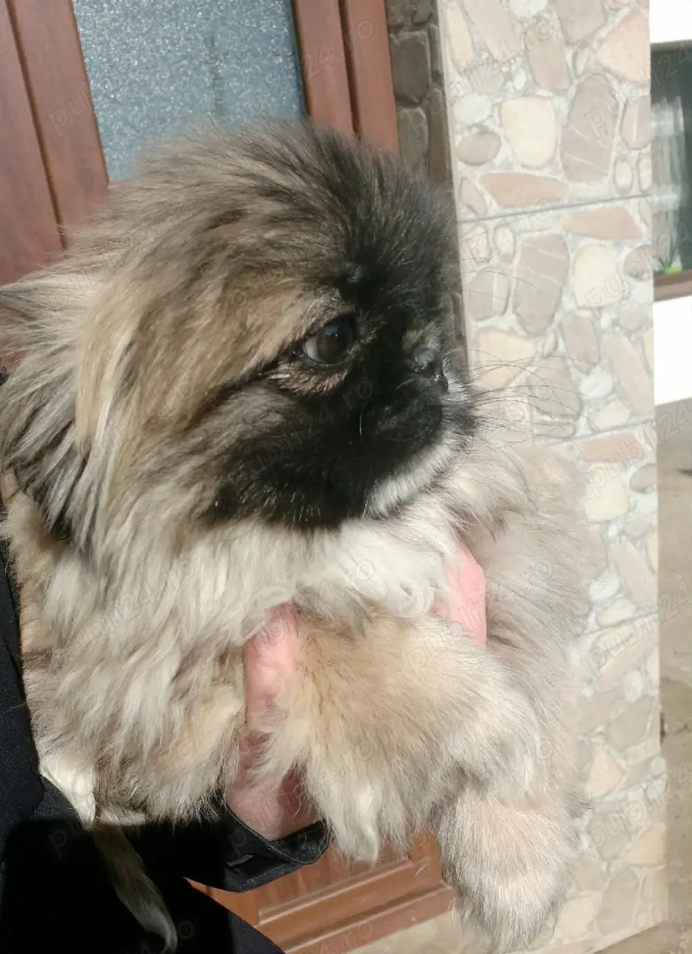 Băiat de 3 luni si jumatate cu toate vaccinele făcute si carnet de sanatate