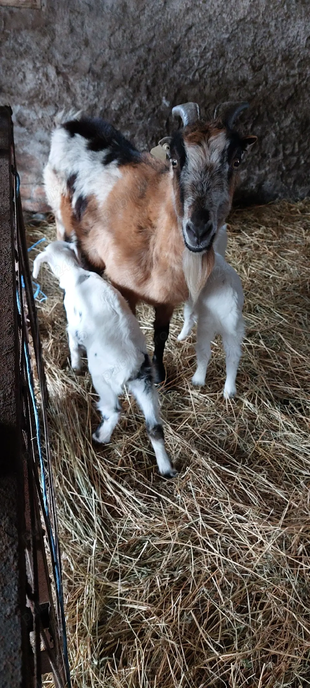 vand capră bună de lapte cu 2 iezi