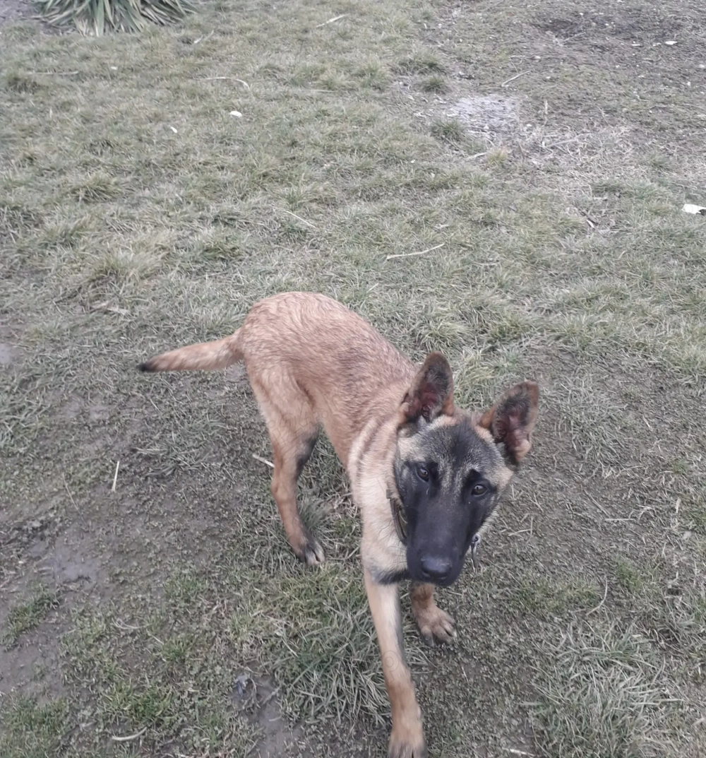 Cățelușa meliois ,își caută o nouă căsuță 