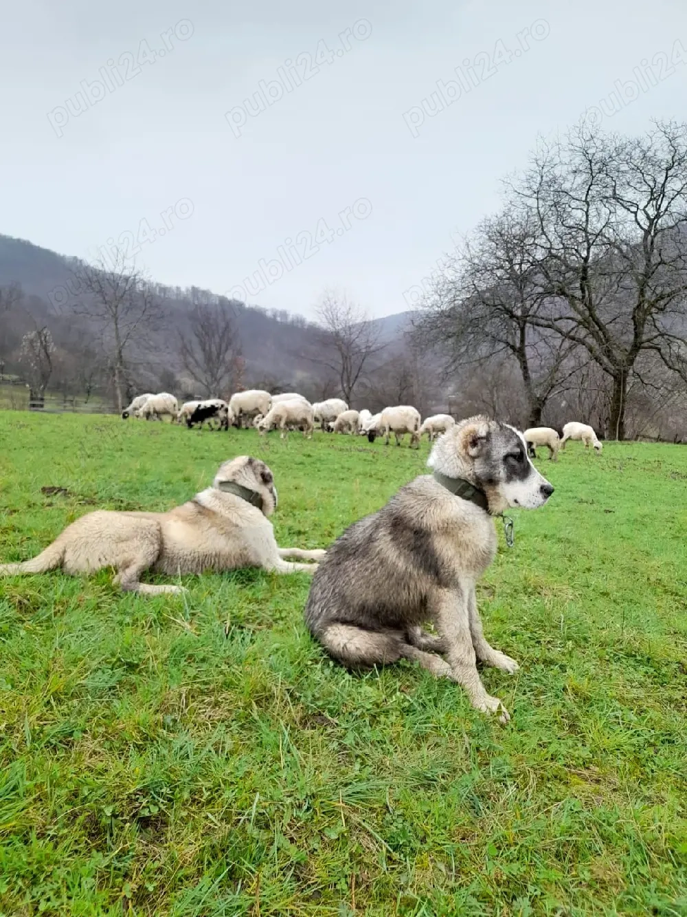 Femela de Asia Centrală 