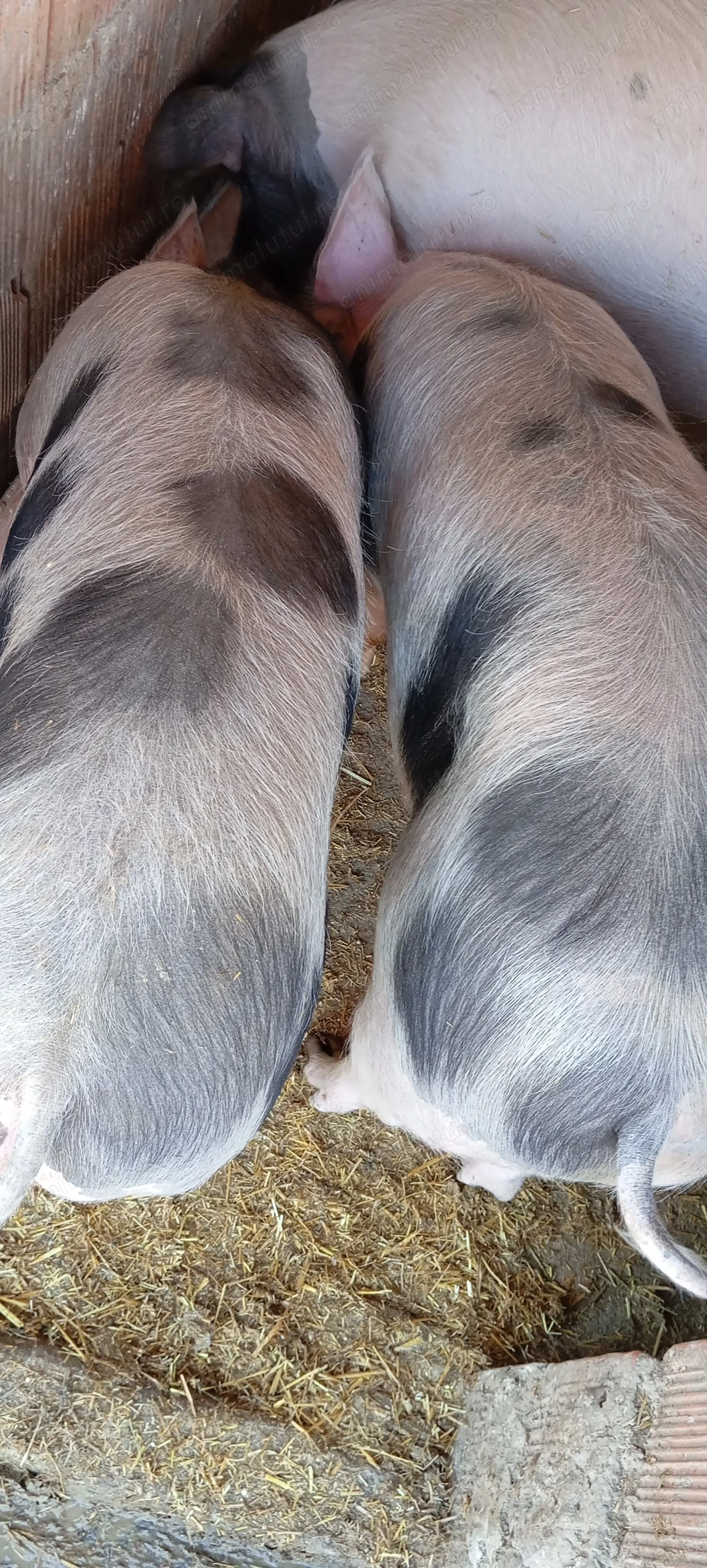 Porci pietrean. Ultimi 2 disponibili 