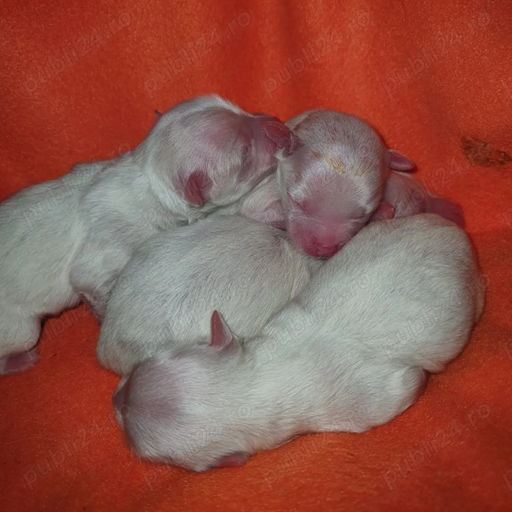 Vand catei bichon maltez