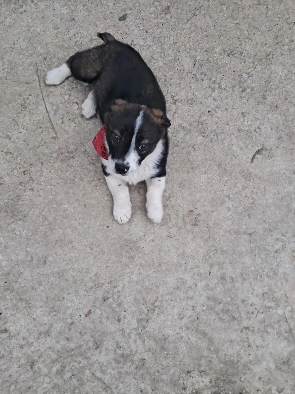 Donez catel talie mica