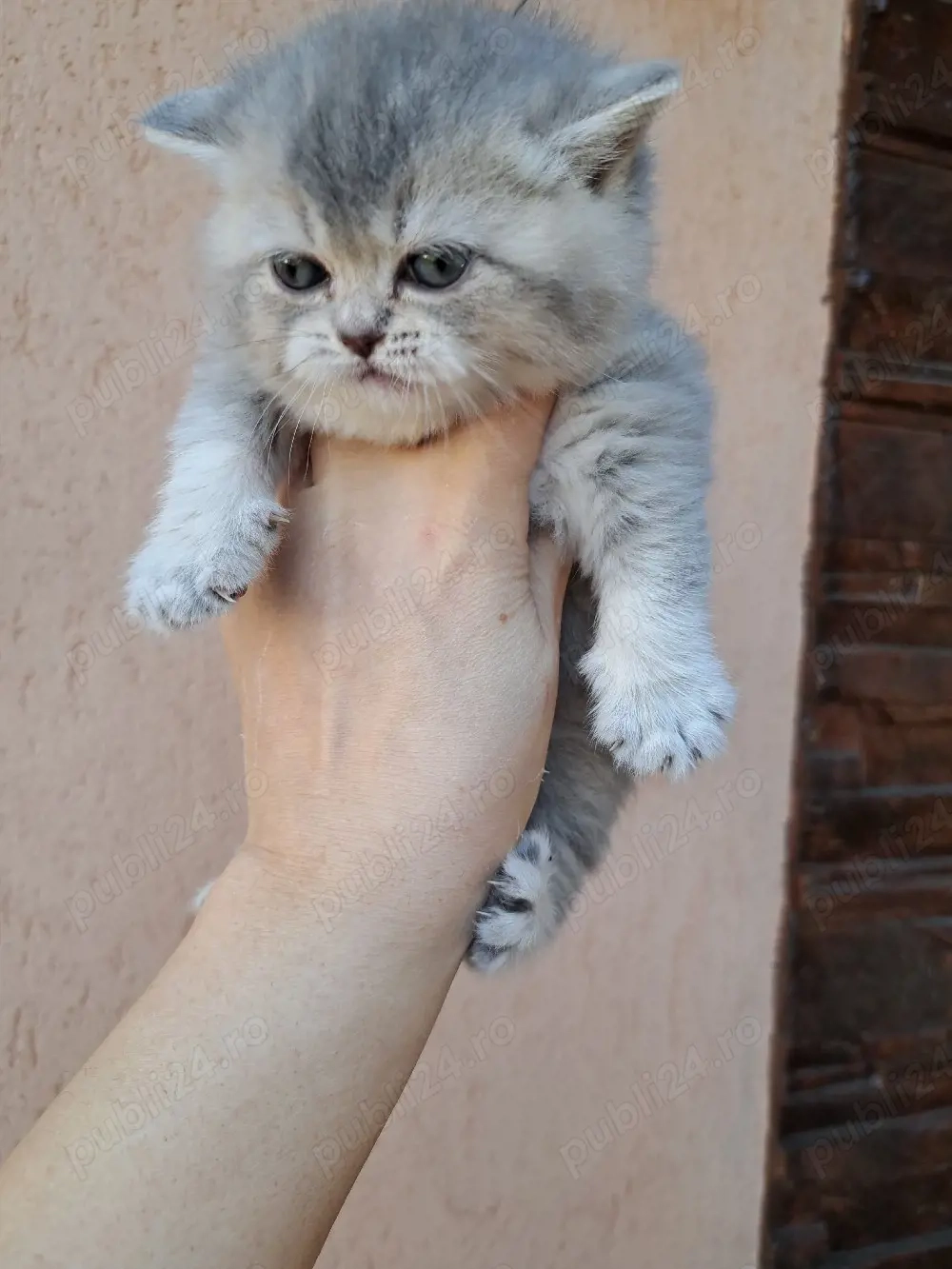 British shorthair chinchila blue 