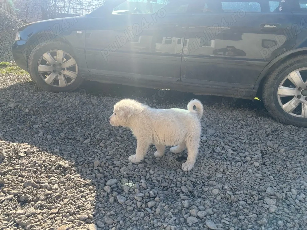 Catei Ciobanesc Asia Centrala !