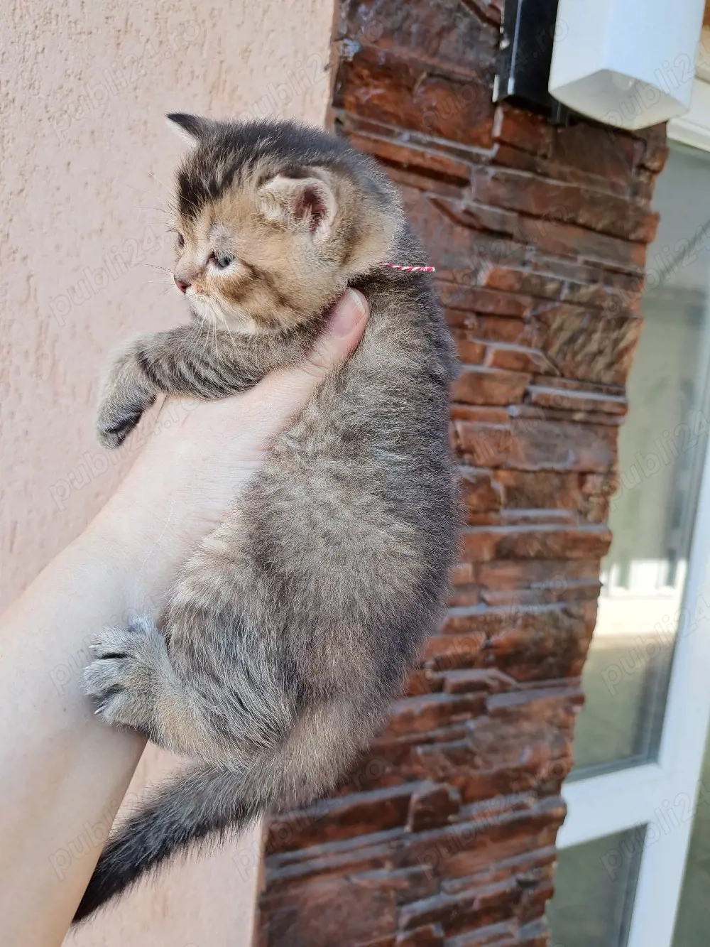 British chinchila golden 