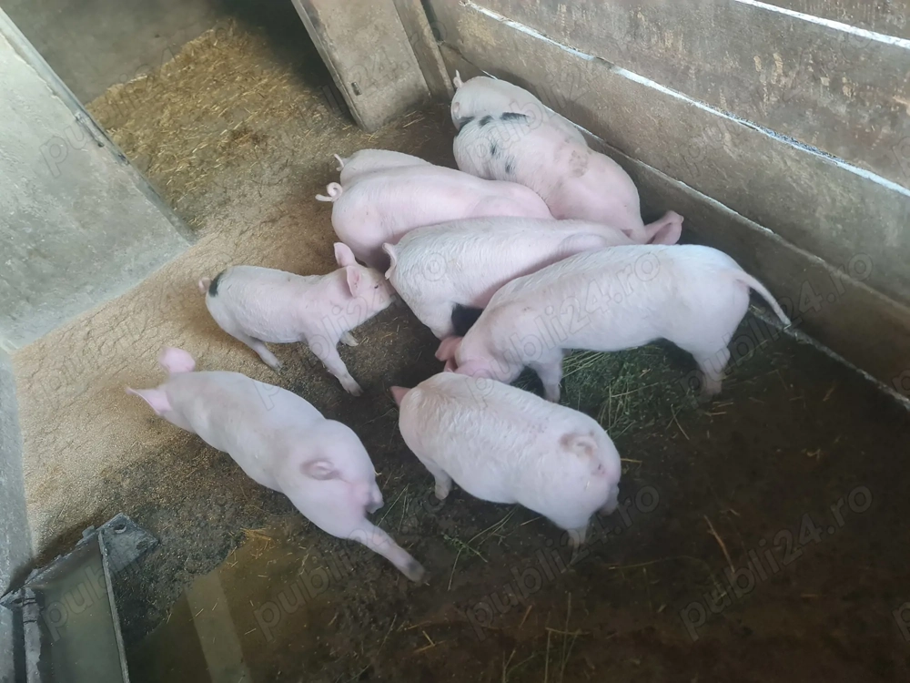 Vând purceluși 2 luni