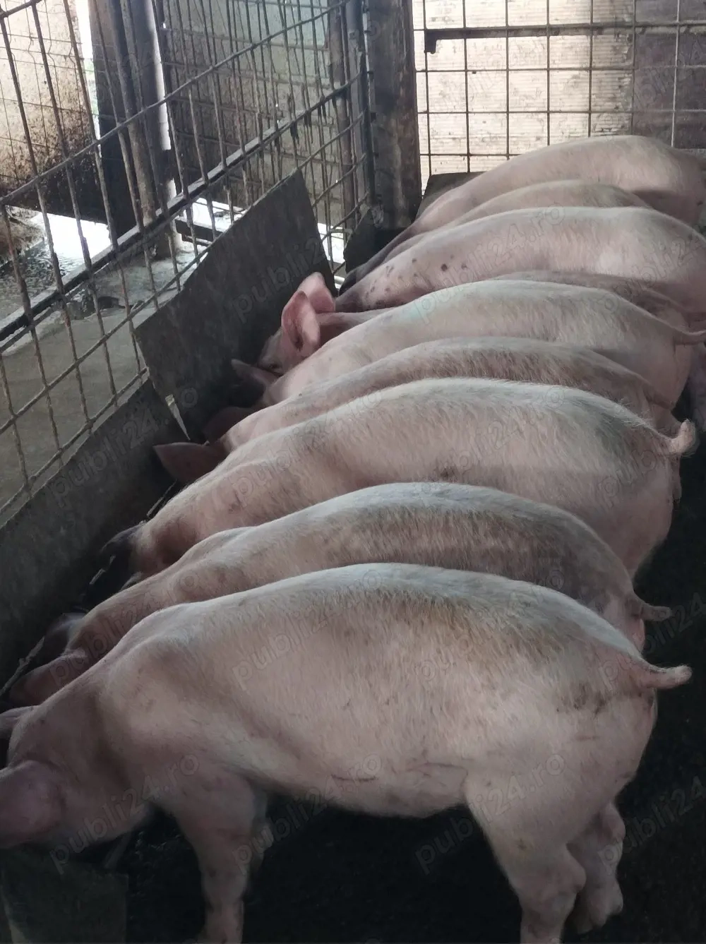 Soldanei de carne 35-40 kg