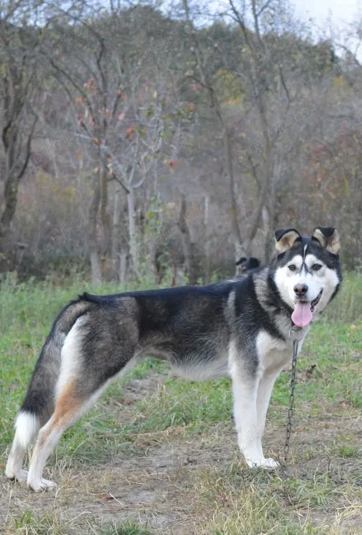Metis Husky pentru adopție