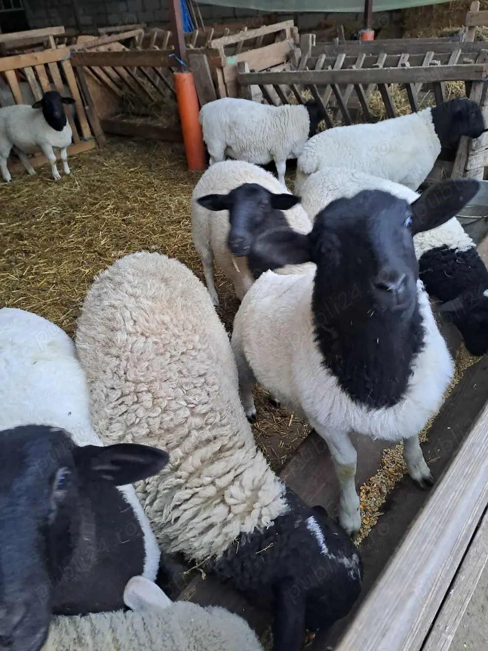 berbecuti si melute dorper