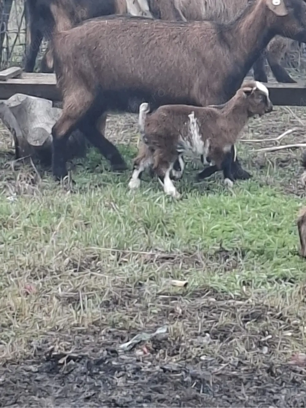 Vand capre alpine originale  