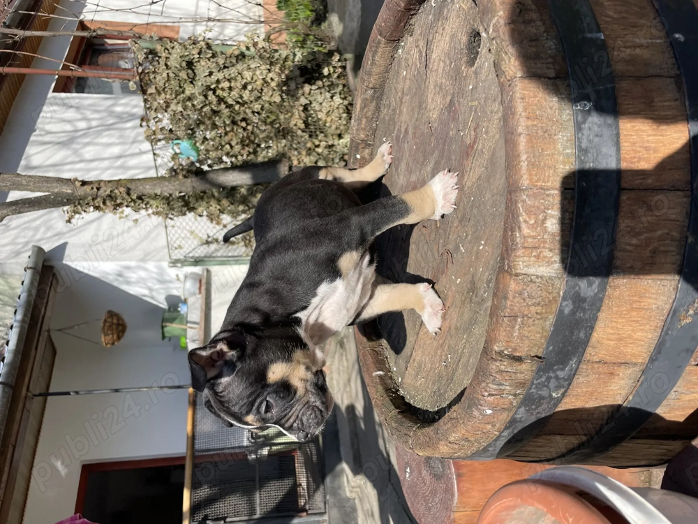 American Bully (pocket)