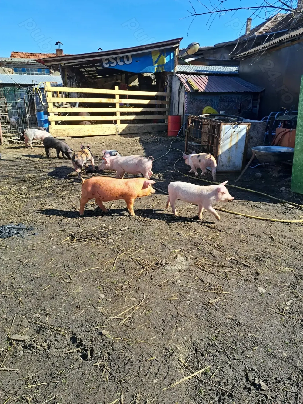 Vând purcei de 8 săptămâni