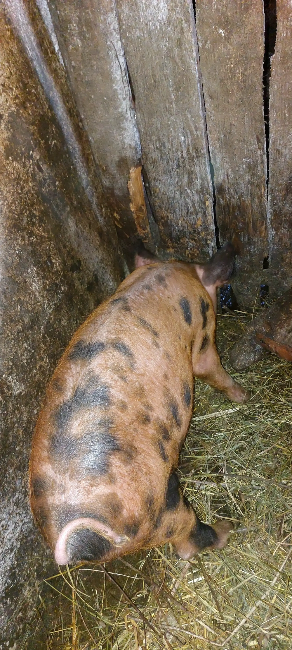 Vând șoldan  godan DUROC la 14 săptămâni înțărcat