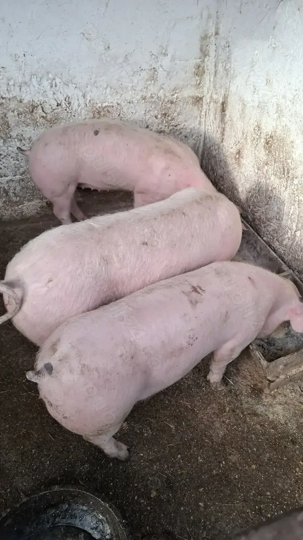 Vând 2 scrofite vârstă 5 luni ,greutate 50Kg+