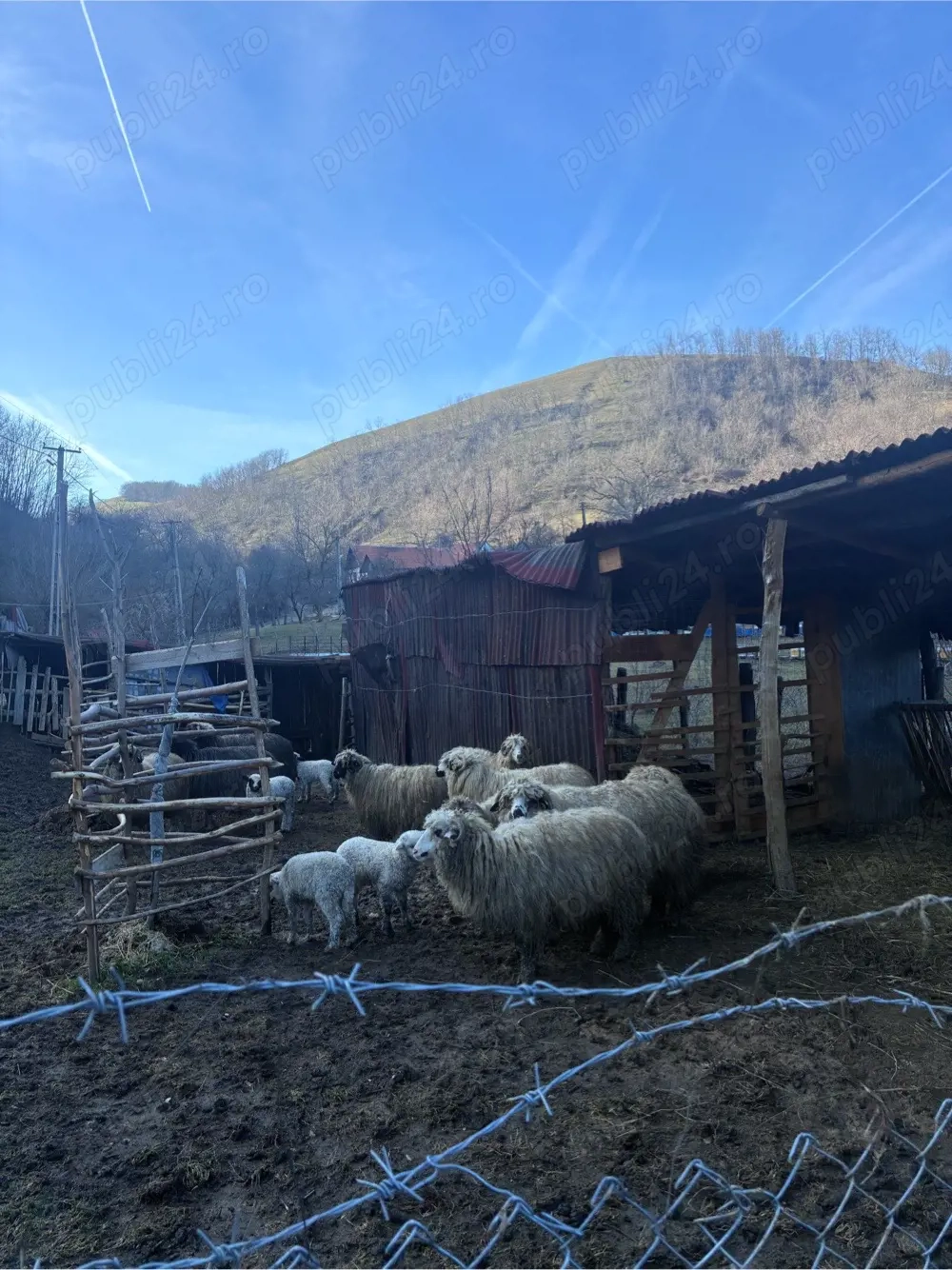 Remorca la 2000 euro   oaie cu miel la 1000lei bucata