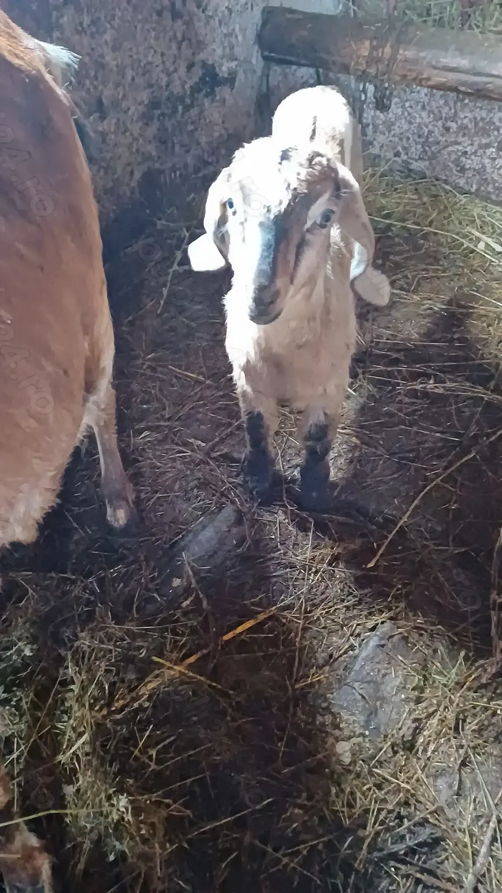 Tapusori anglo nubiene rasa pura