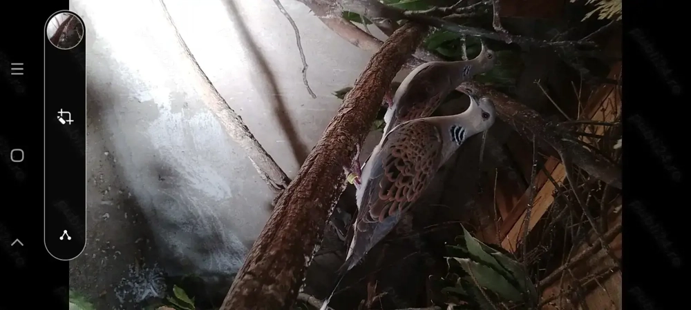 Turturele Sălbatice 