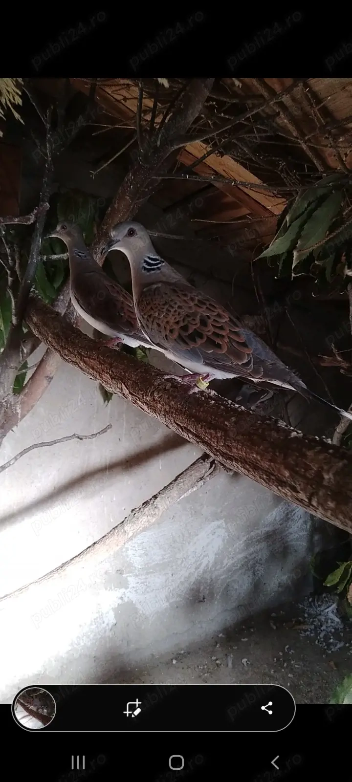 Turturele de pădure, reproduse anul trecut 