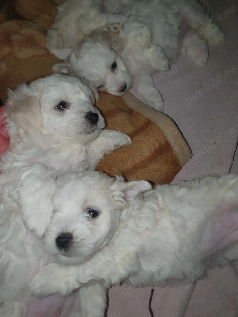 Cățeluși bichon maltez