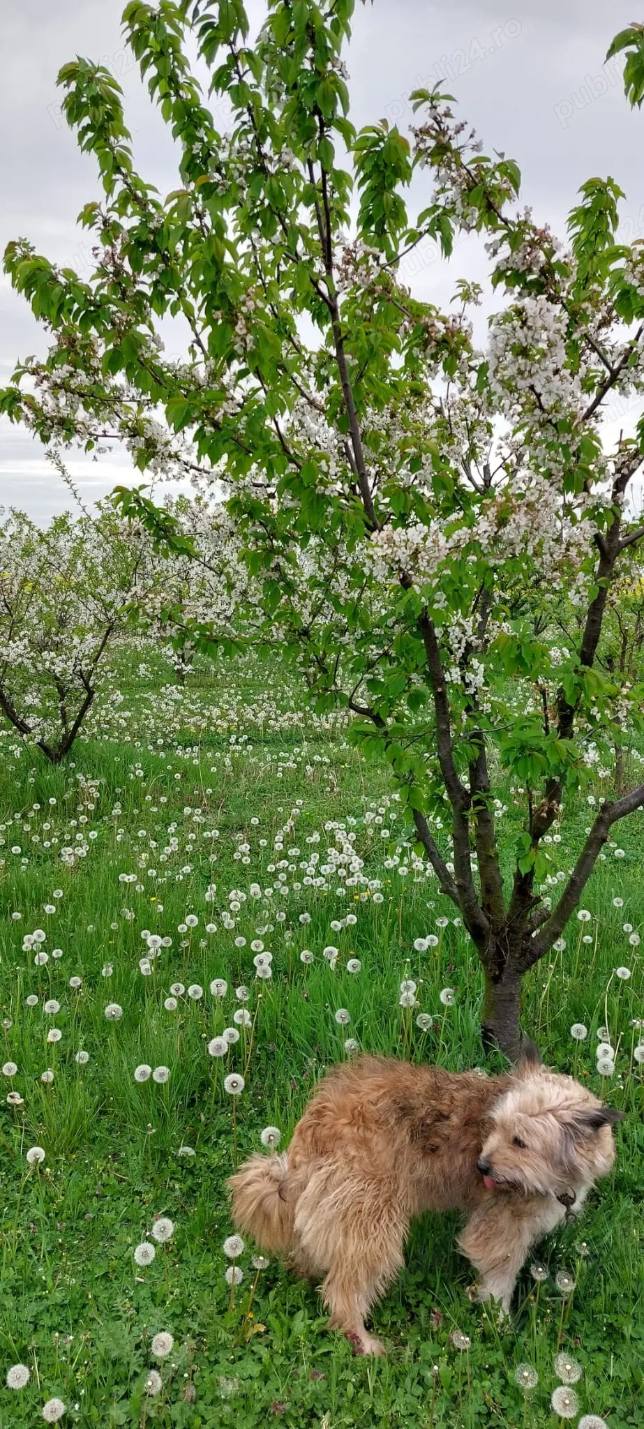 Vand 2 locuri de casa a cate 1500 m patrati fiecare (15 arii) intravilan
