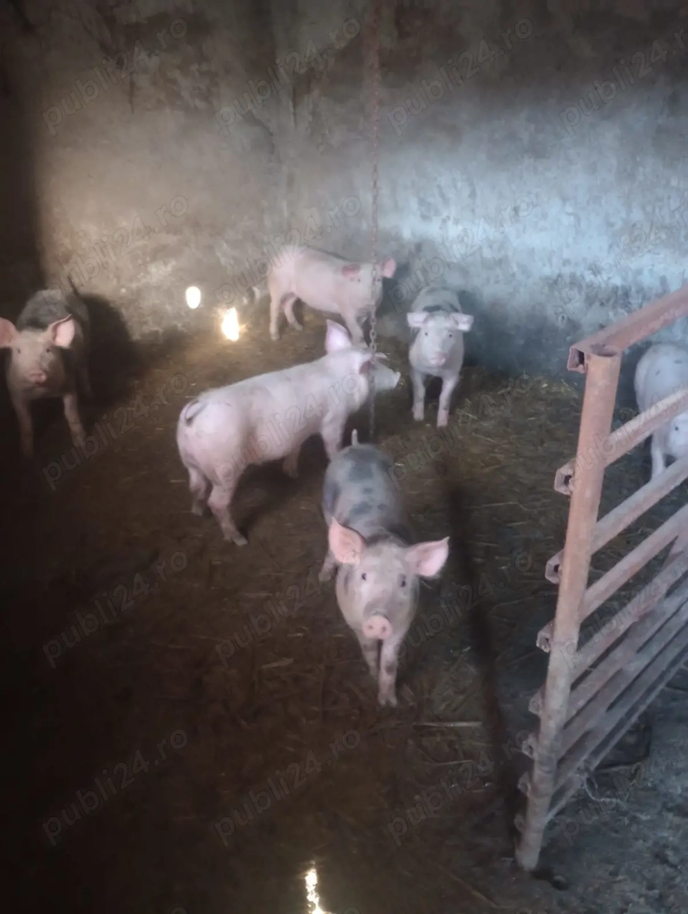 Purcei. de.   vanzare 