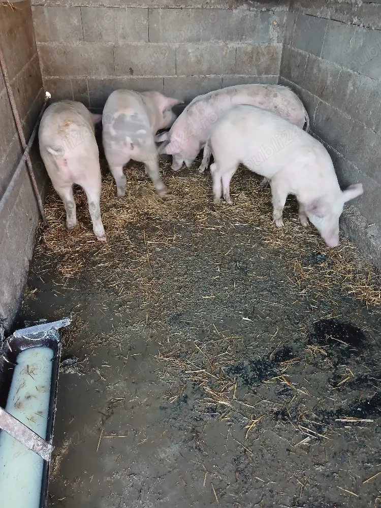 Șoldănei foarte frumoș 70kg 80kg