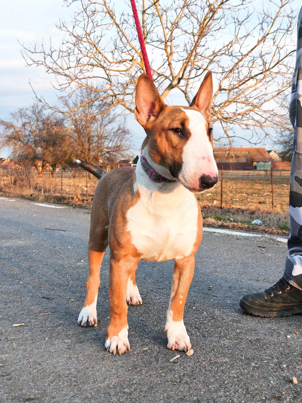 Femela Bull Terrier 9luni