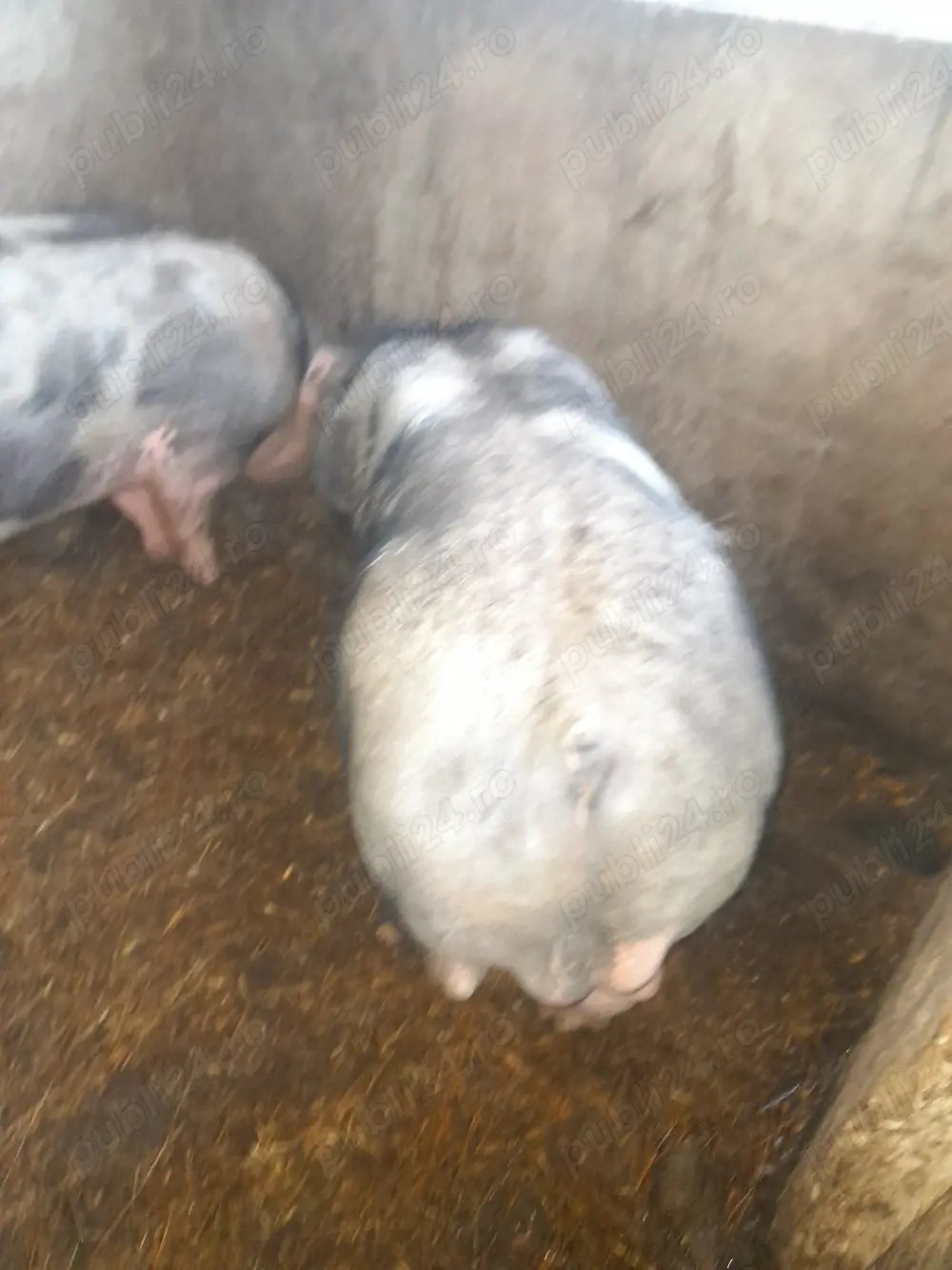 vând doi vieri petraini