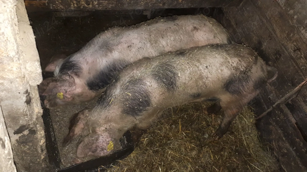 Purcei si godinasi de vinzare!