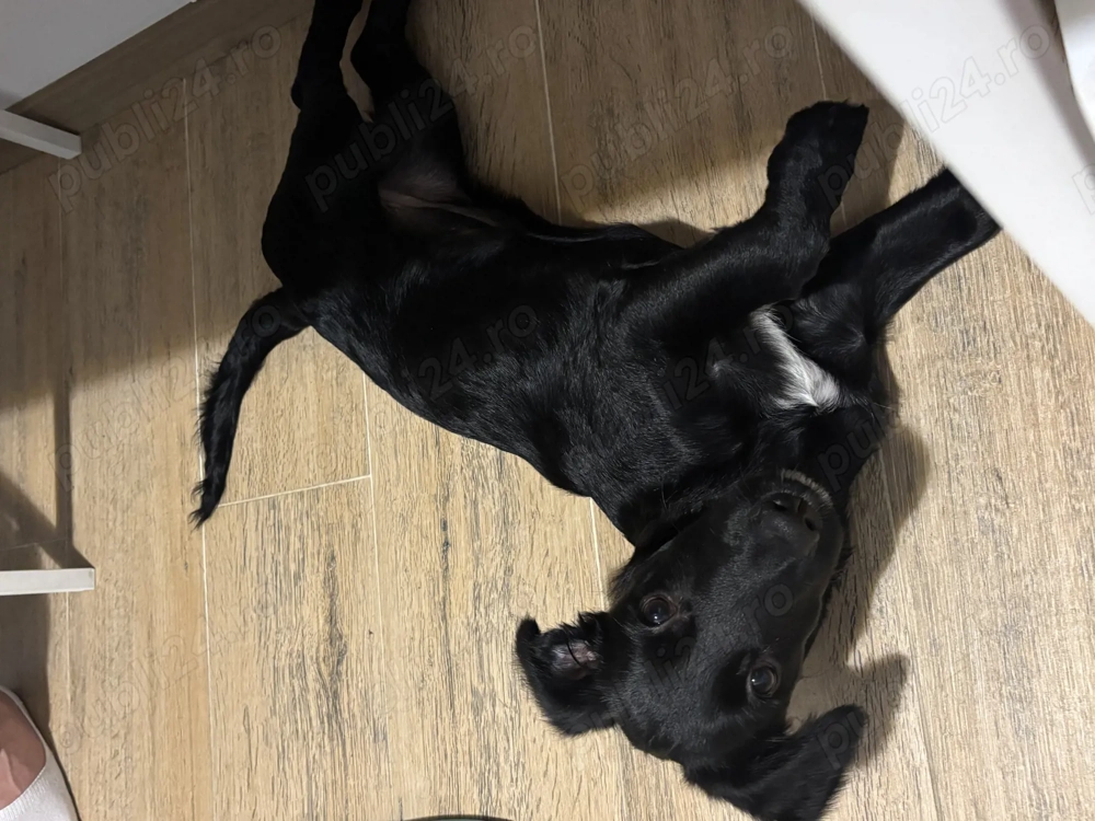 Donatie suflet blănos 