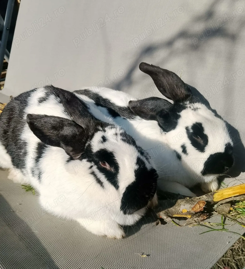 Pereche Fluture German