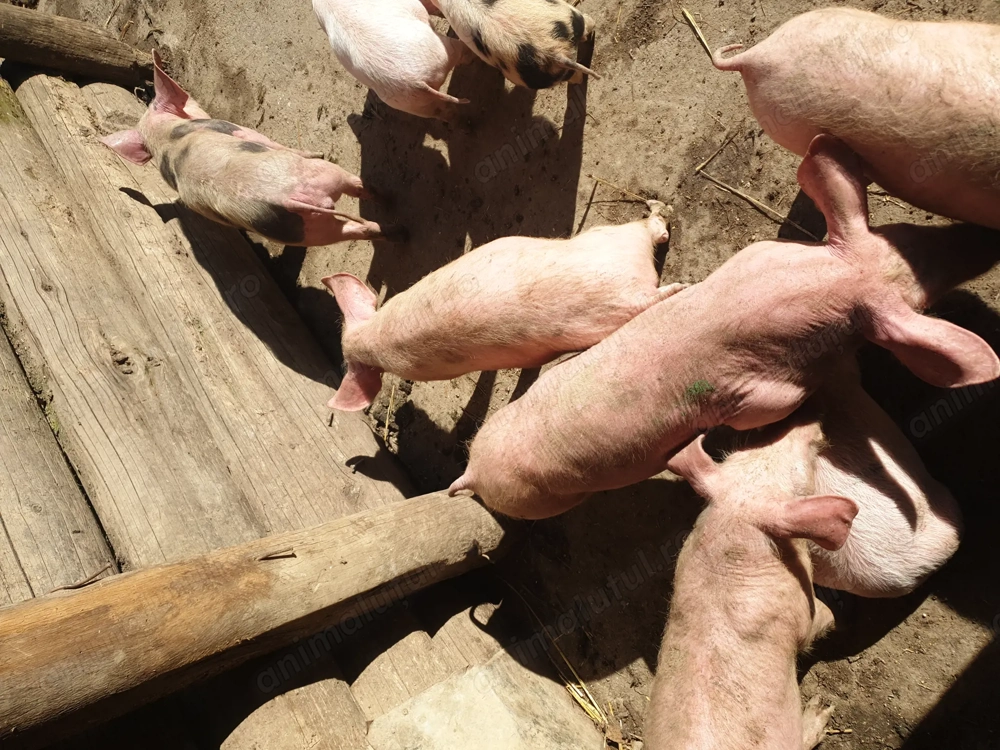 Purcei de vânzare 2 luni 450 lei bucata 