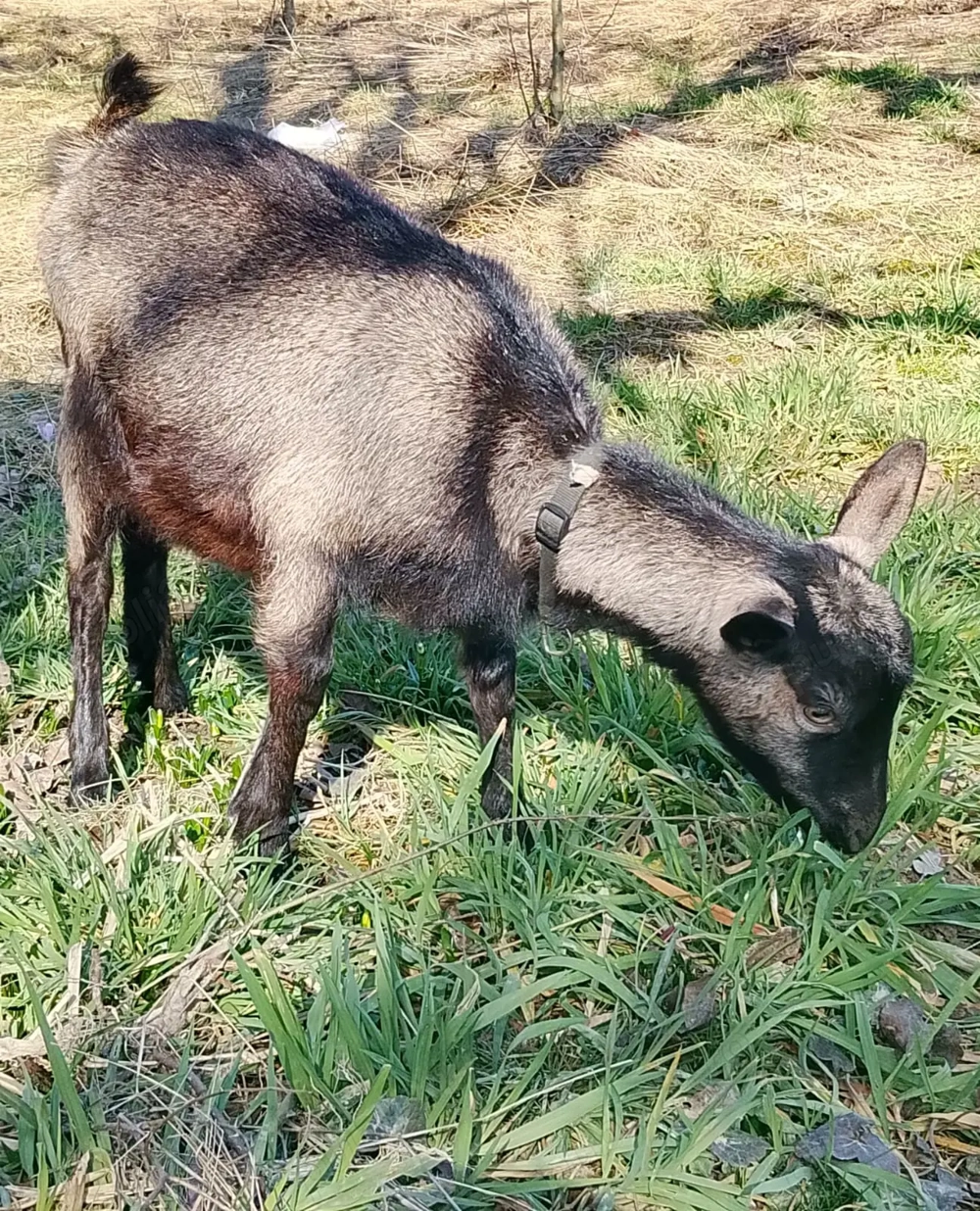 Ieduta de alpina franceza