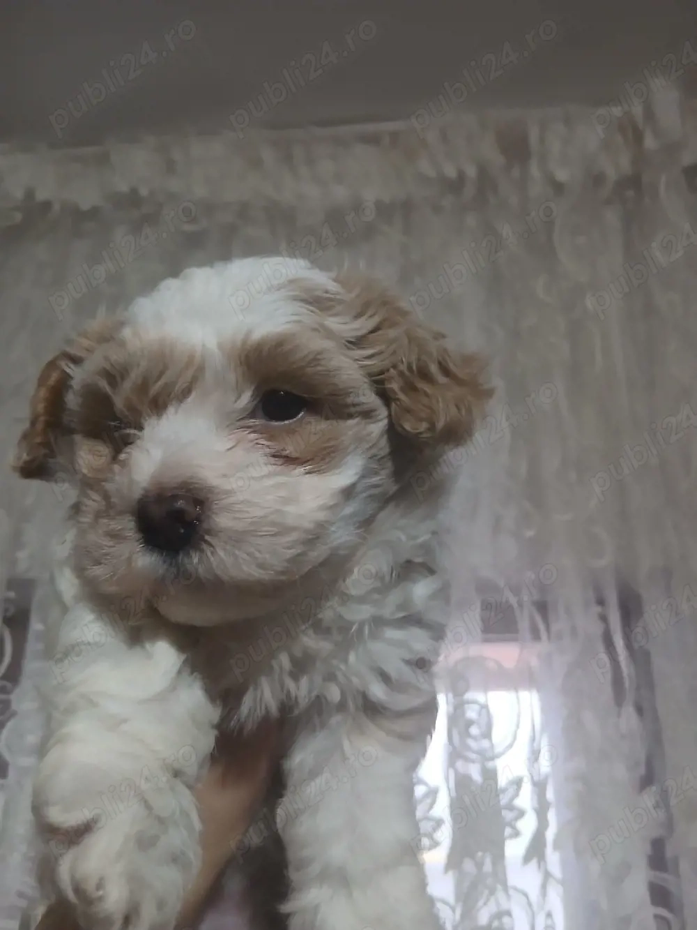 cățel bichon de vânzare