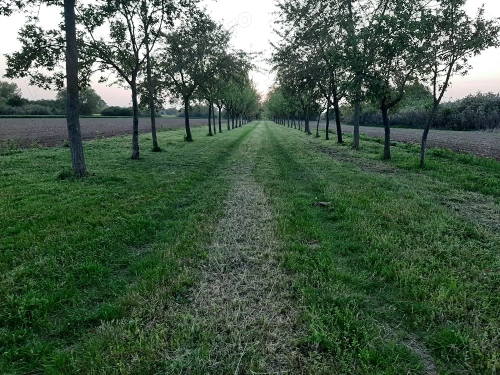Vând teren cu livadă   0,58 ha.