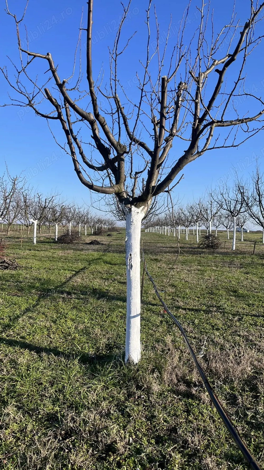 Livadă cu vedere la drum principal, intravilan 3500 mp, 20 min de Timișoara